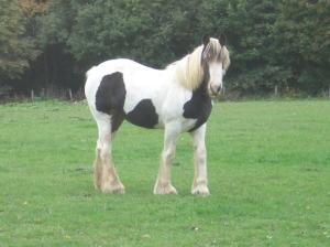 'Jubilee', piebald yearling filly, traditional type